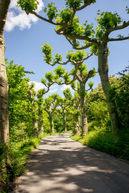 A shaded pathway in a garden lined with pruned trees exhibiting thick, twisted trunks and vibrant green foliage at the top. The trees are carefully trimmed, creating a distinctive, sculptural appearan